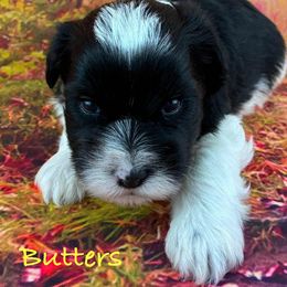 Butters - Parti male Miniature Schnauzer puppy in Sylvania, Georgia from Southern Sky Miniature Schnauzers