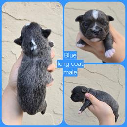 Blue - Blue and white male Chihuahua puppy in Vineland, New Jersey from Royal Companion's