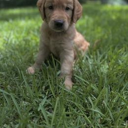 Golden Retriever Puppies from Magnolia Farm