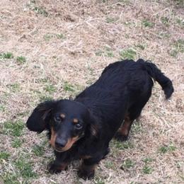 Ollie - Dachshund