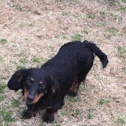 Ollie - Dachshund