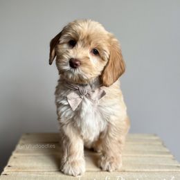 Bluey - Caramel female Australian Labradoodle puppy in Belding, Michigan from Rutu Australian Labradoodles