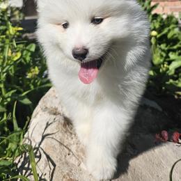 Samoyed Puppies from Rocky Mountain Samoyeds
