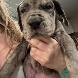 Orange - Merle male Great Dane puppy in Doylestown, Ohio from Dana's Danes