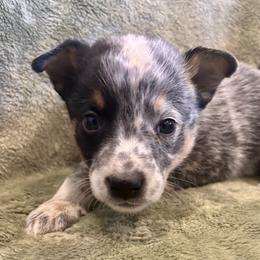 Iris - Blue speckled female Australian Cattle Dog puppy in Atwood, Kansas from Grit ‘n’ Grace Ranch