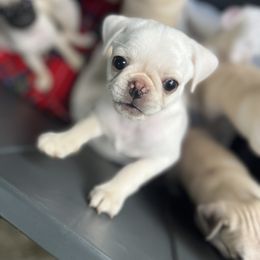 Huckleberry - Cream male Pug puppy in Black Mtn, North Carolina from Southern Pugs