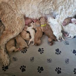 Teal - Red  female Goldendoodle puppy in Seffner, Florida from Gold Diamond Pup