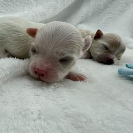 Cotton - White male Maltipoo puppy in Turlock, California from 209PuppiesCaliforniaMaltipoo