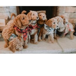 Labradoodle Puppies from Mount Olive Doodles