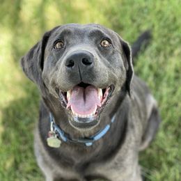 Jade - Dilute Retriever