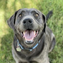 Jade - Dilute Retriever