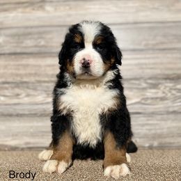 Brody - Bernese Mountain Dog puppy in New Haven, Indiana from Milan Berners