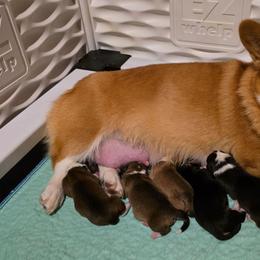 Pembroke Welsh Corgi puppies from Loosey Goosey Farms