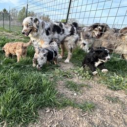 Aussiedoodle puppies from Barefoot Kennel