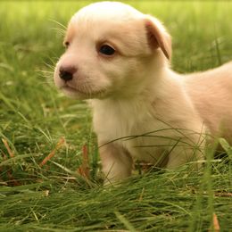 Casper (now Skye) - Red and white female Cardigan Welsh Corgi puppy in Rexburg, Tennessee from Corgi Gardens