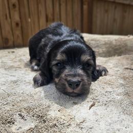 Rosey - Black and cream female Dachshund puppy in Anaconda, Montana from Montana Country Dachshunds