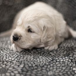 Girl 2 - Golden Retriever puppy from Kenwood Retrievers