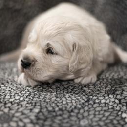Girl 2 - Golden Retriever puppy from Kenwood Retrievers