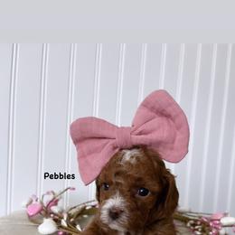 Bernedoodle, Cavapoo, Goldendoodle, and Poodle Puppies from Gypsi Doodles & Poodles