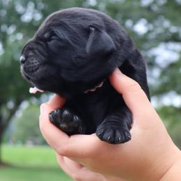 Labrador Retriever puppies from Prebleridge Acres