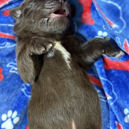 Agatha - Brown female Newfoundland puppy in Silver Creek, New York from Boo N’ Bubs Newfoundlands