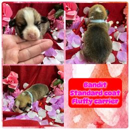 Bandit - Red Pembroke Welsh Corgi puppy in Stilwell, Oklahoma from Barton Farms Corgis