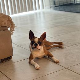 Rose - Boston Terrier