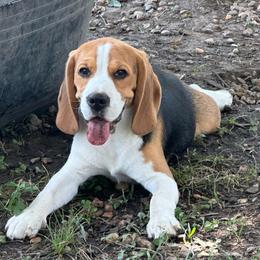 Riley - Black tan and white male Beagle puppy in Needville, Texas from Rancho Robles Kennels