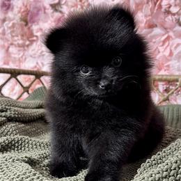 Pomeranian Puppies from Nel’s Pomeranians