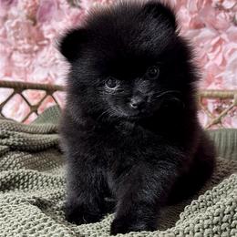 Pomeranian Puppies from Nel’s Pomeranians