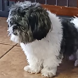 Shih Tzus from Hazells Home