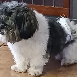 Shih Tzus from Hazells Home