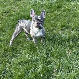 Blu - French Bulldog