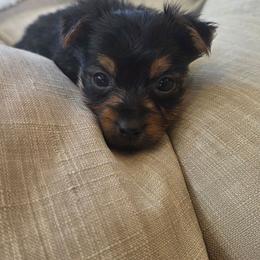 Lady Orange - Black and gold female Yorkshire Terrier puppy in Lebanon, Ohio from Teacup Yorkies for Adoption Near Lebanon Ohio LLC