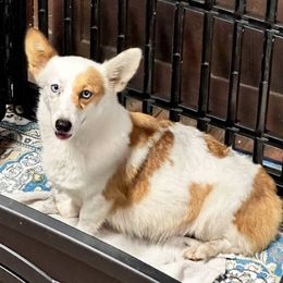 Sprinkles - Pembroke Welsh Corgi