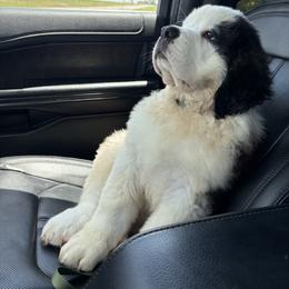 Saint Bernard Puppies from Magnolia Saint Bernards