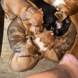 Dachshund Puppies from Witchy Woman’s Wiener’s