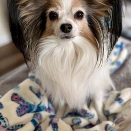Papillon Puppies from Cloud Papillon
