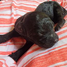 Autumn - Black female Labradoodle puppy in Lexington Park, Maryland from SUNNY SIDE DOODLES