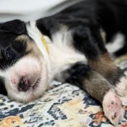 Skittles - Tri-color female Bernedoodle puppy in El Campo, Texas from Little Fur Friends Bernedoodles