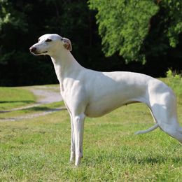 Aspen - Whippet