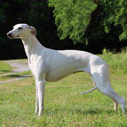 Aspen - Whippet