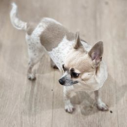 Pebbles - Chihuahua