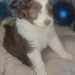 Charlie - Red male Aussiedoodle puppy in Lincoln, California from Pasta Puppies Doodles