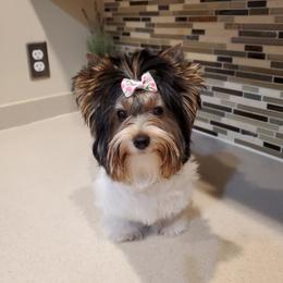Biewer Terrier Puppies from Bisou Biewers