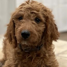 Goldendoodles and Golden Retrievers from Storybook Goldendoodles