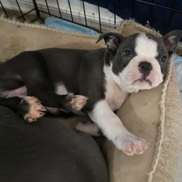 Boston Terrier Puppies from Aronow pups