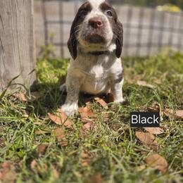 BLACK - Liver white and roan male English Springer Spaniel puppy in Jesup, Georgia from 31 Pines Kennels