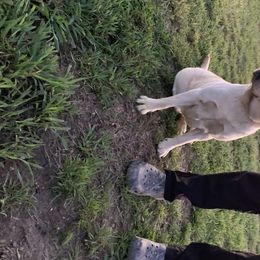 Lady - Labrador Retriever