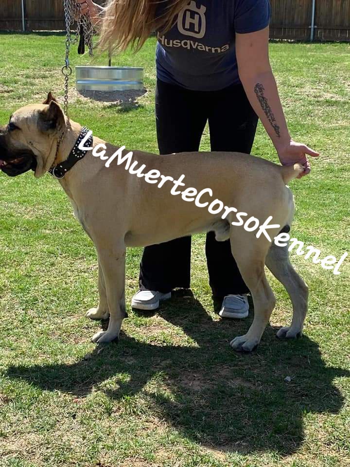 Santo - Cane Corso